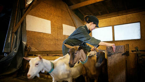 Près des vaches, loin des machines : les femmes : épisode 2/4 du podcast Apprendre la terre, former les agriculteurs de demain | Elevage et société | Scoop.it