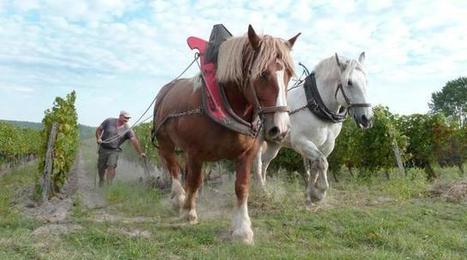 Terroir et Temp&ecirc;te ont remplac&eacute; le tracteur | Cheval et Nature | Scoop.it