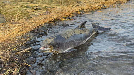 Suomeen eksynyt harvi&shy;nainen py&ouml;ri&shy;&auml;inen kuoli 🐬 | Lyhyet | 1Uutiset - Lukemisen t&auml;hden | Scoop.it