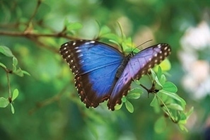 Questions about butterfly wing color lead to interdisciplinary BIOMIMICRY project | RAINFOREST EXPLORER | Scoop.it