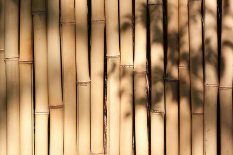 Le bambou : l’alternative idéale au plastique ?  - Info durable | Pour innover en agriculture | Scoop.it