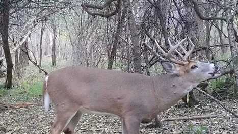 Steuben County easily paces 2024 statewide deer harvest. See ranks | Industry 411 - Waste Management | Scoop.it