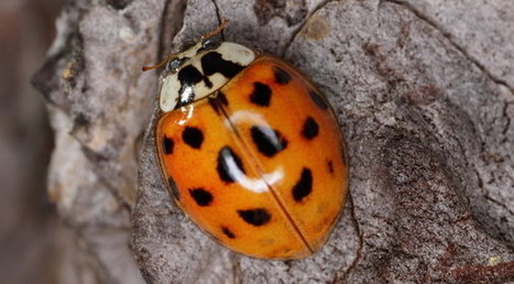 La coccinelle asiatique prend ses aises en Corse | Variétés entomologiques | Scoop.it