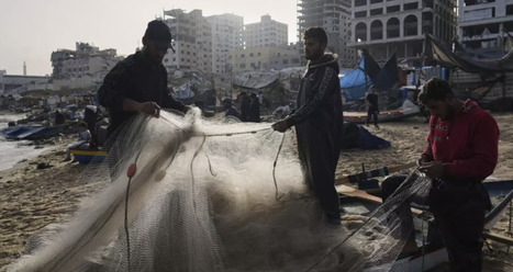GAZA : seulement 4,6% des terres sont cultivables  | ASIES | Scoop.it