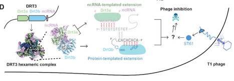 Protein-templated synthesis of dinucleotide repeat DNA by an antiphage reverse transcriptase | sci | RMH | Scoop.it