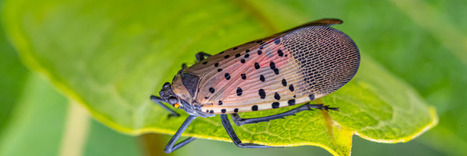 Le fulgore tachet&eacute;, un insecte invasif, rep&eacute;r&eacute; pour la premi&egrave;re fois dans l'UE, en&nbsp;Hongrie | EntomoNews | Scoop.it