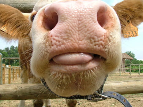 L’Office alimentaire et vétérinaire européen et la viande bovine du Brésil | La Gazette des abattoirs | Scoop.it