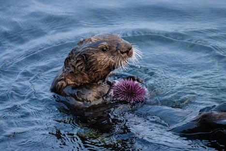 Kelp, Sea Otters and Urchins. Who's Eating Who in Monterey Bay | Soggy Science | Scoop.it