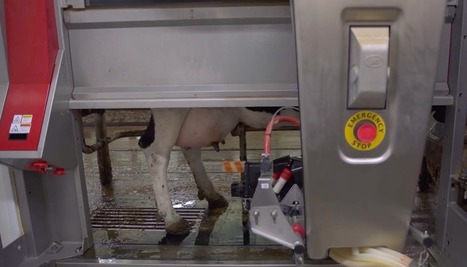 How Milking Robots Are Helping One Family's 70-Year-Old Dairy Farm Thrive In 2017 | collaboration | Scoop.it
