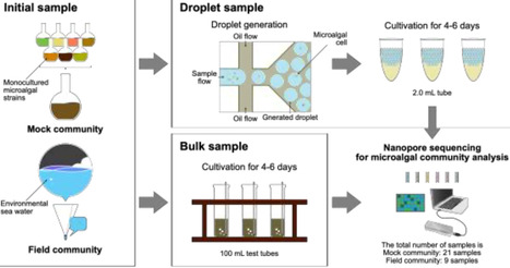 Microfluidic droplet cultivation preserves microalgae diversity in screening systems | Srep | RMH | Scoop.it