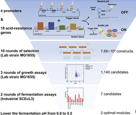 Toehold Switch-Based Approach for Engineering Acid-Tolerance Modules to Enhance Production Robustness of Industrial E. coli Strains at Low pH | mbt | RMH | Scoop.it