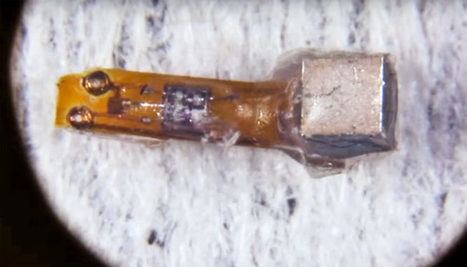 Un implant de la taille d&rsquo;un grain de poussi&egrave;re pourrait surveiller des nerfs en temps r&eacute;el | Chair et M&eacute;tal - L'Humanit&eacute; augment&eacute;e | Scoop.it