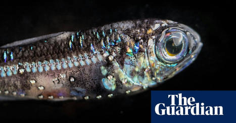 In the ocean’s twilight zone, a fish that could feed the world – or destroy it | Marine life | The Guardian | HALIEUTIQUE MER ET LITTORAL | Scoop.it