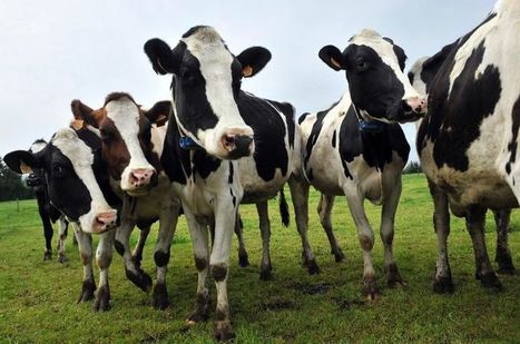 Agriculture : les députés limitent l'usage des antibiotiques pour les animaux | Meilleure revue de presse de l'univers connu | Scoop.it