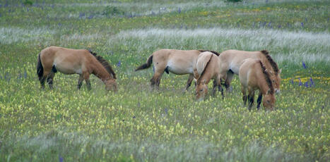 Quand l’introduction de chevaux de Przewalski en Lozère sauve l’espèce mais aussi l’environnement | Elevage et société | Scoop.it