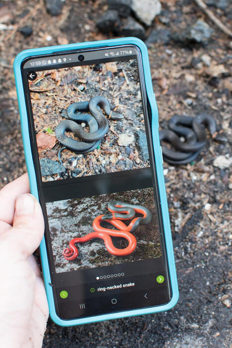 Citizen Scientists Are Accelerating Ecology Research With iNaturalist&nbsp; | RAINFOREST EXPLORER | Scoop.it