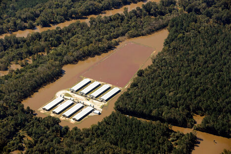Funding Shortfalls Hamper North Carolina’s Program to Buy Out Hog Farms in or Near Floodplains | Industry 411 - Waste Management | Scoop.it