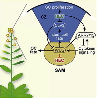 Developmental Cell - A Regulatory Framework for Shoot Stem Cell Control Integrating Metabolic, Transcriptional, and Phytohormone Signals | Plant and Seed Biology | Scoop.it