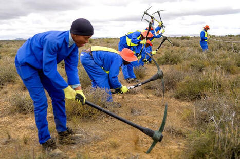 Indigenous People Excluded: SA&rsquo;s award-winning thicket project on track to create 100,000 jobs and revive 800,000 hectares | Biodiversity, Climate Change, Environment, Conservation, Forestry, Fisheries, Oceans and Coasts | Scoop.it