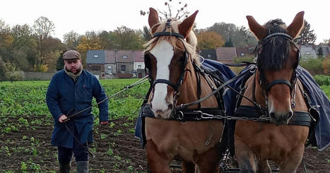 Des chevaux de trait remplacent les machines pour cultiver les 3 hectares de terres du CPAS de Frameries (vidéo) | Ecodéveloppement territorial | Scoop.it