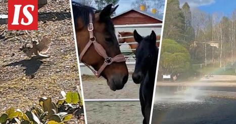 Sain sen videolle: Ilta-Sanomien parhaat lukijan videot | 1Uutiset - Lukemisen tähden | Scoop.it