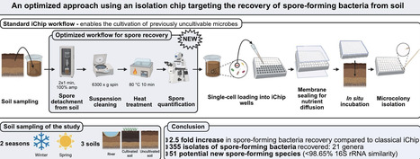 An optimized isolation chip approach targeting recovery of soil spore-forming bacteria | jmm | RMH | Scoop.it