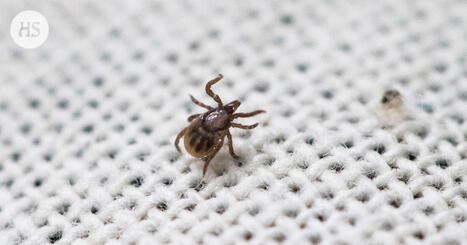 Lasten puutiaisaivotulehdus voi j&auml;&auml;d&auml; huomaamatta ja n&auml;ky&auml; vasta vuosien p&auml;&auml;st&auml; | HS.fi | 1Uutiset - Lukemisen t&auml;hden | Scoop.it