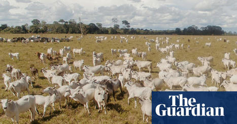 BRAZIL : Amazon beef plan will &lsquo;legalise deforestation&rsquo; say critics&nbsp; | AM&Eacute;RIQUES | Scoop.it