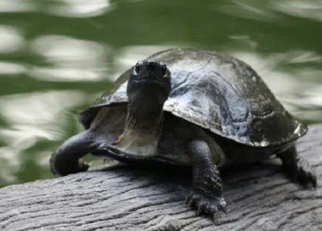 Study shows how turtles fared decade after oil spill in US' Kalamazoo River | Business Standard News / le 13.11.2022 | Pollution accidentelle des eaux (+ déchets plastiques) | Scoop.it