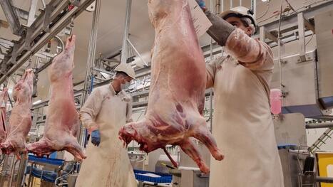 &laquo;&nbsp;Nous sommes parvenus &agrave; un accord&nbsp;&raquo;&nbsp;: la CCHPM sauve l&rsquo;abattoir avec un plan de d&eacute;sendettement | revue de presse | Scoop.it