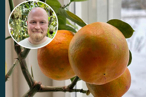 Kristofer onnistui kasvattamaan appelsiineja kotonaan | 1Uutiset - Lukemisen t&auml;hden | Scoop.it