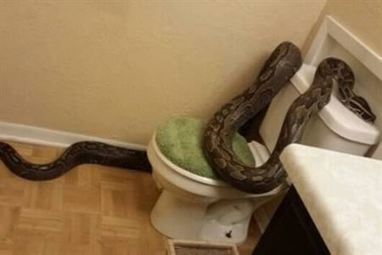 11 Strangest Things Found in Toilets | Strange days indeed... | Scoop.it