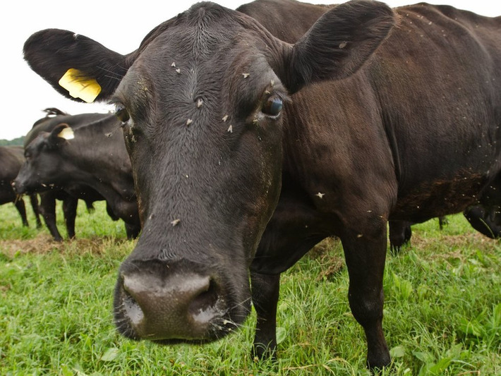 You have no way of knowing where the meat in most hamburgers really comes from | The Health Report | Scoop.it