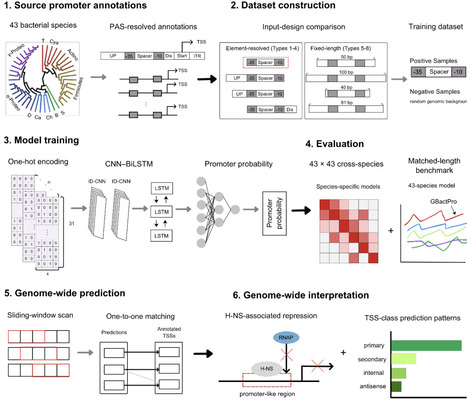 GBactPro: cross-species bacterial promoter prediction using element-resolved promoter definitions | brvai | RMH | Scoop.it