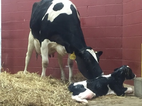 Les fermes laitières du Canada disparaissent malgré le système de quotas | Lait de Normandie... et d'ailleurs | Scoop.it