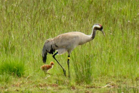 Oxfordshire celebrates first crane fledgling in 500 years | World Science Environment Nature News | Scoop.it