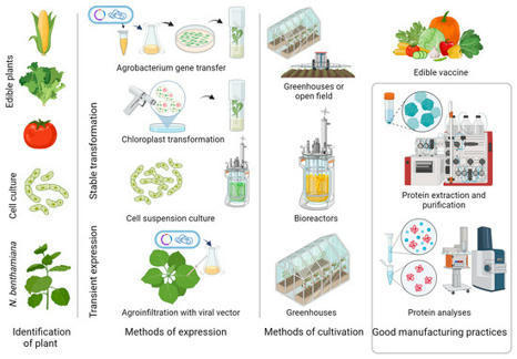IJMS | Free Full-Text | Green Biologics: Harnessing the Power of Plants to Produce Pharmaceuticals | Immunology and Biotherapies | Scoop.it