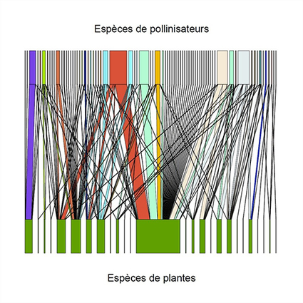 A la recherche des réseaux de pollinisation invisibles - CNRS - Institut écologie et environnement | Biodiversité | Scoop.it