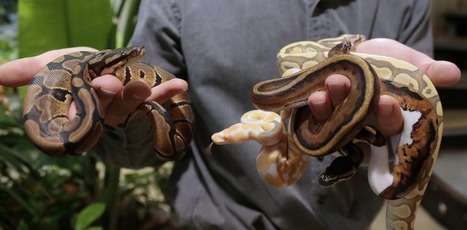 Serpents, tortues, oiseaux ou hippocampes… le marché florissant des animaux sauvages en Occident | Biodiversité | Scoop.it