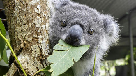 Koalas could be extinct within 30 years. Could the Blue Mountains hold the key to their survival?  - ABC News | Stage 6 HSC Geography ( Current syllabus) | Scoop.it