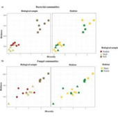 Unraveling the microbiome dynamics of the invasive Acacia longifolia: a closer look at seeds and nodules | Plant-Microbe Symbiosis | Scoop.it