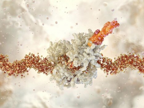 Philippe Charlier, interview&eacute; dans Sciences et Avenir : "Pal&eacute;oprot&eacute;omique : quand les prot&eacute;ines en disent long sur nos anc&ecirc;tres" | Life Sciences Universit&eacute; Paris-Saclay | Scoop.it