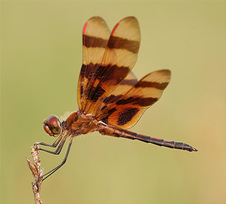 Dragonflies Revealed To Be The World’s Most Effective Hunters | Insect Archive | Scoop.it