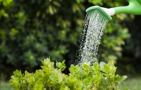 Restrictions d’eau : Quelles astuces pour ne pas laisser griller son jardin et sa végétation | Planète DDurable | Scoop.it