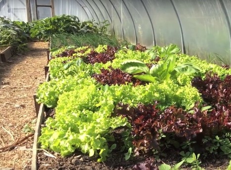 Local Food Takeaway Project | Peer2Politics | Scoop.it