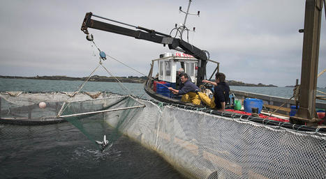 Océan : pour une pêche et une aquaculture durables