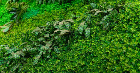 Jusqu'&agrave; 98% de pollution int&eacute;rieure en moins: une exp&eacute;rience prouve l'efficacit&eacute; des murs v&eacute;g&eacute;taux | Plan&egrave;te DDurable | Scoop.it