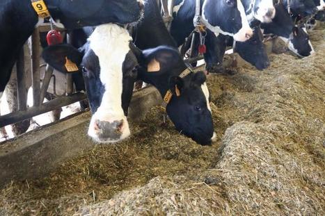 Dairy-4-future : 4 ans pour améliorer la résilience des élevages face à la volatilité | Lait de Normandie... et d'ailleurs | Scoop.it