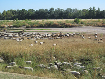 Pasto Loire - Le pâturage au service de la Loire Newsletter Août 2016 | Biodiversité | Scoop.it