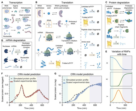 Resolving emergent transient oscillations in gene circuits with a growth-coupled model | sadv | RMH | Scoop.it